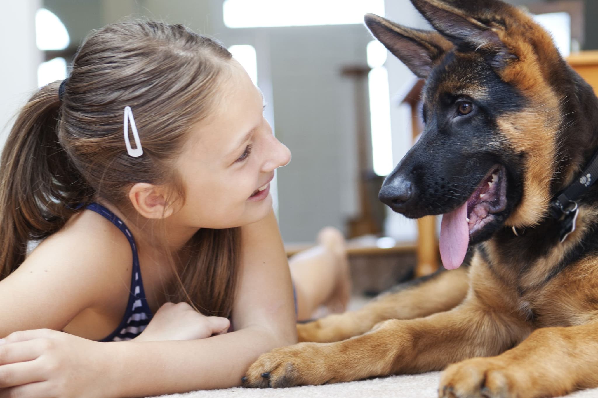 Advanced Site Defence with Security Dog Services Bristol Expertise