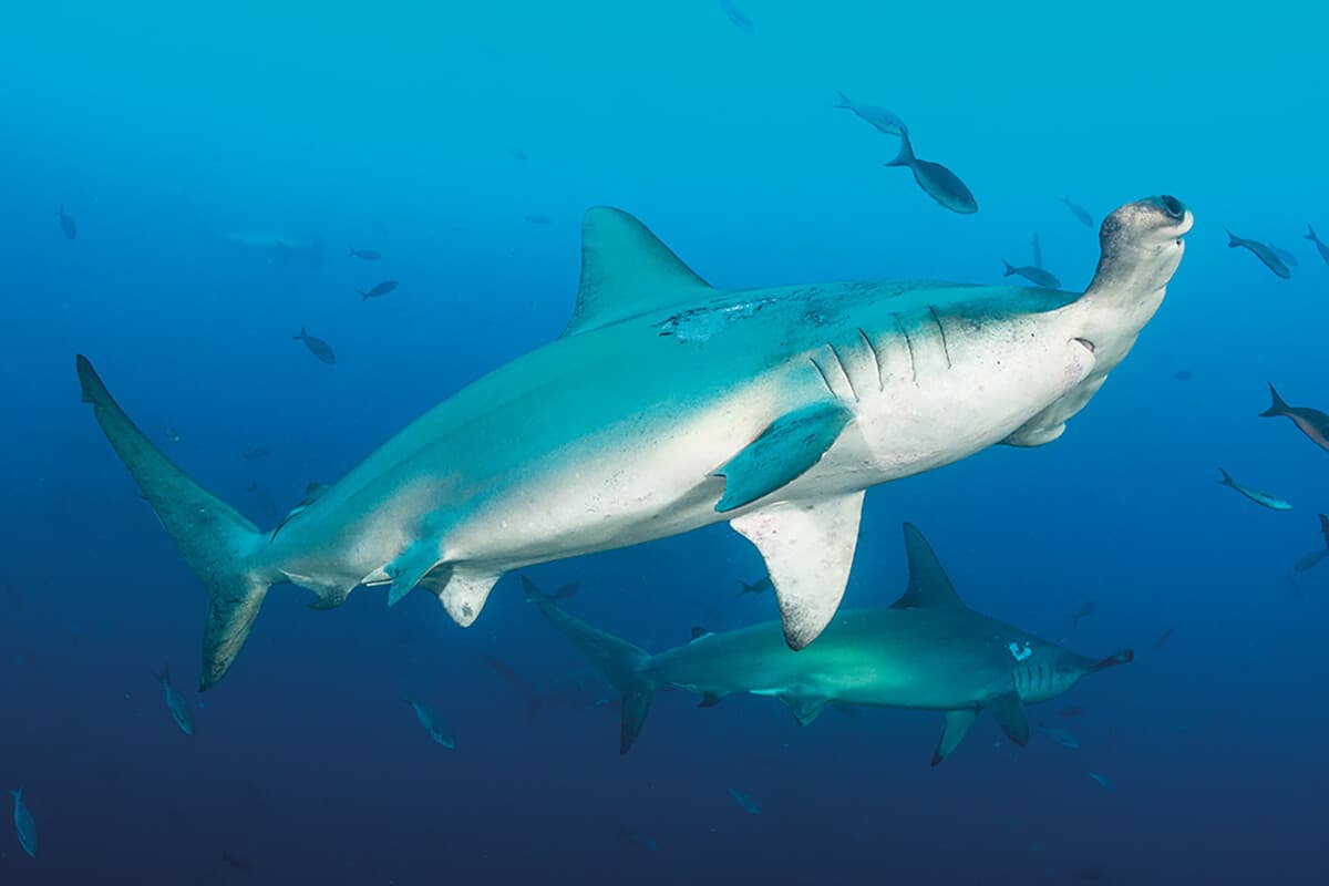 Best Options for Palau Liveaboards and Dive Expeditions